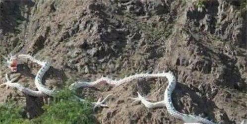 龙真的存在吗视频,揭秘神秘生物的传说与证据