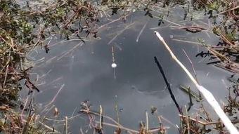 传统野钓鲫鱼视频,跟随视频学钓鱼