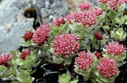 红景天视频,神奇植物的力量与功效揭秘